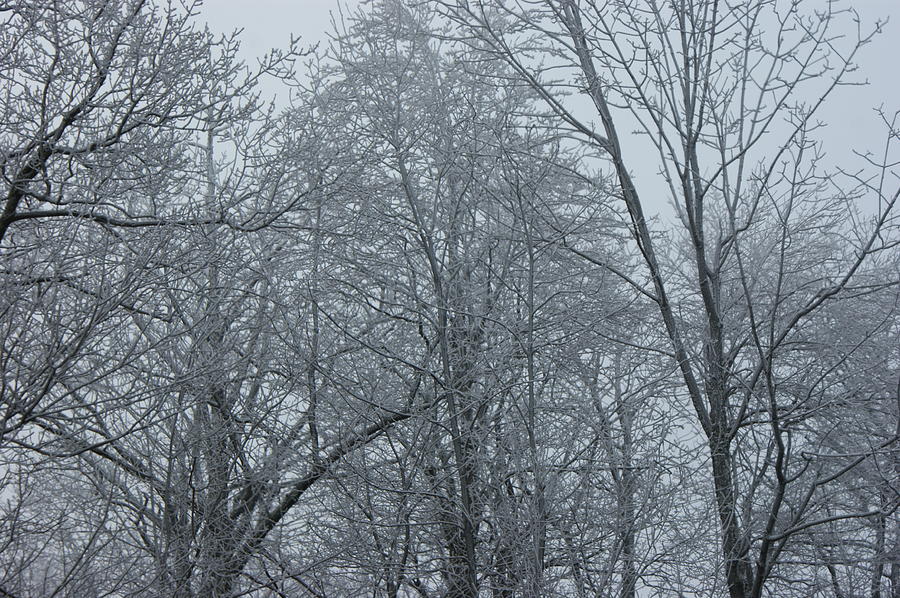 The Last Of Winter Photograph by Harvey Weiss - Fine Art America