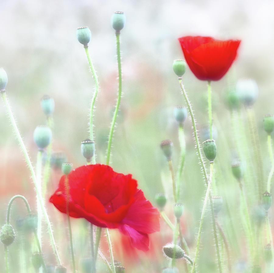 Flower Photograph - The last oppy flowers by Dirk Ercken