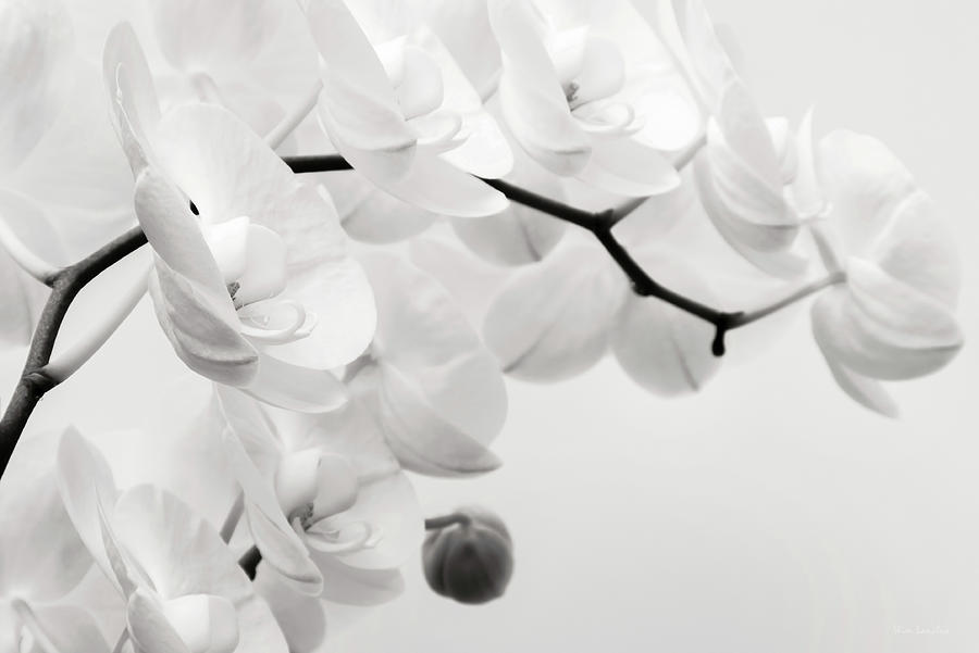 Orchid Photograph - The Last Orchid by Wim Lanclus