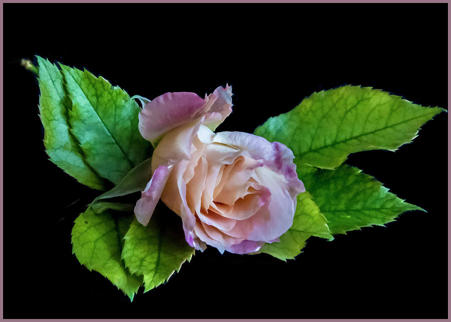 The Last Rose Photograph by Cathy Kovarik