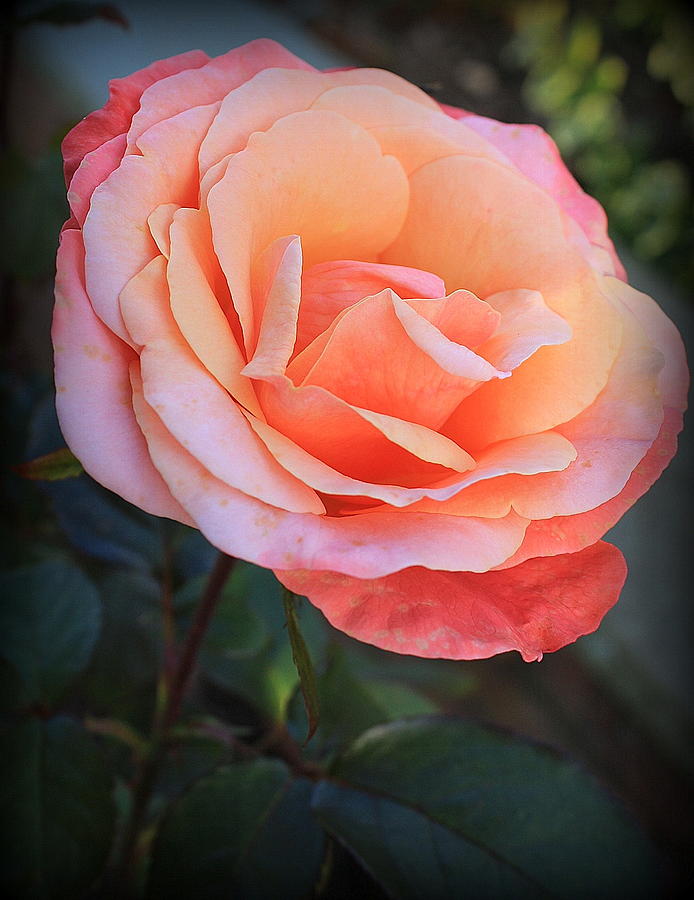 The Last Rose of Summer Photograph by Dora Sofia Caputo
