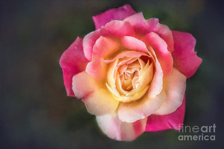 Nature Photograph - The Last Rose of Summer, Painting by Sharon McConnell