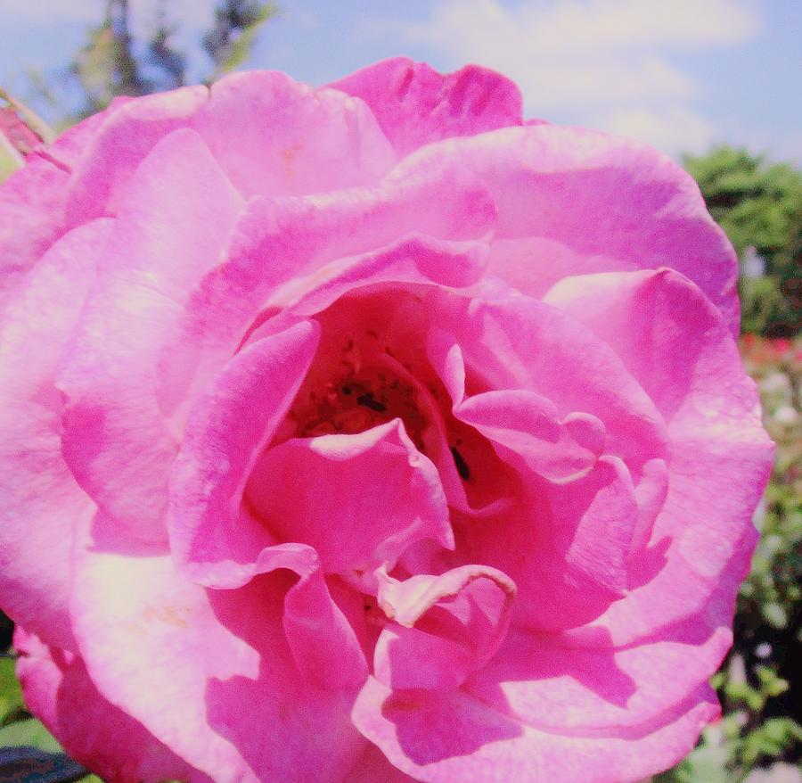 Summer Photograph - The Last Rose of Summer by Sharon Ackley