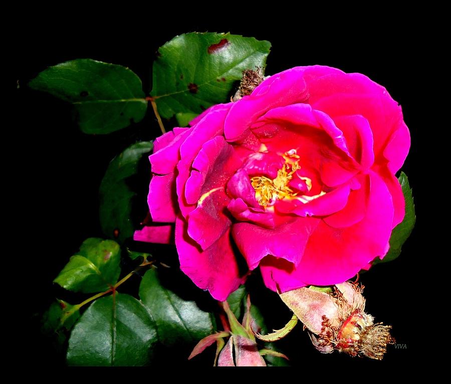 The Last Rose - Of Summer Photograph by VIVA Anderson