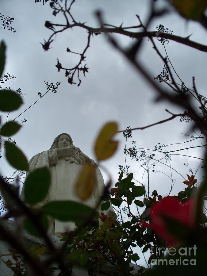 The Last Rose of Winter Photograph by Seaux-N-Seau Soileau