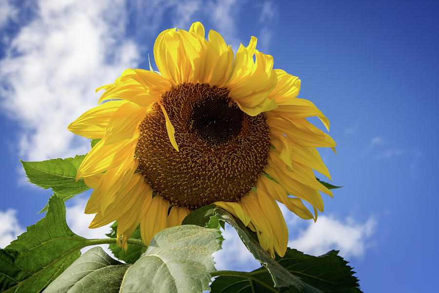 The Last Sunflower Photograph by John Haldane