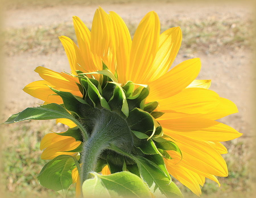 The Last Sunflower of Summer Photograph by Dora Sofia Caputo