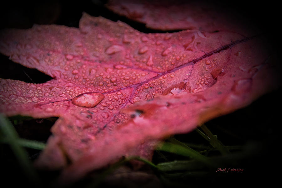 The Last Tear of Summer Photograph by Mick Anderson