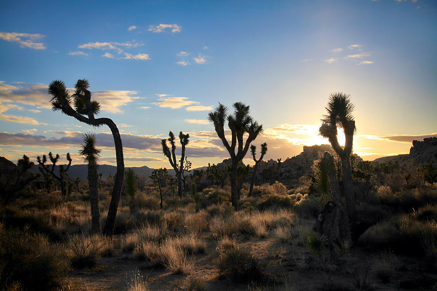 Joshua Tree National Park Photograph - The Last Time I Touched You by Laurie Search