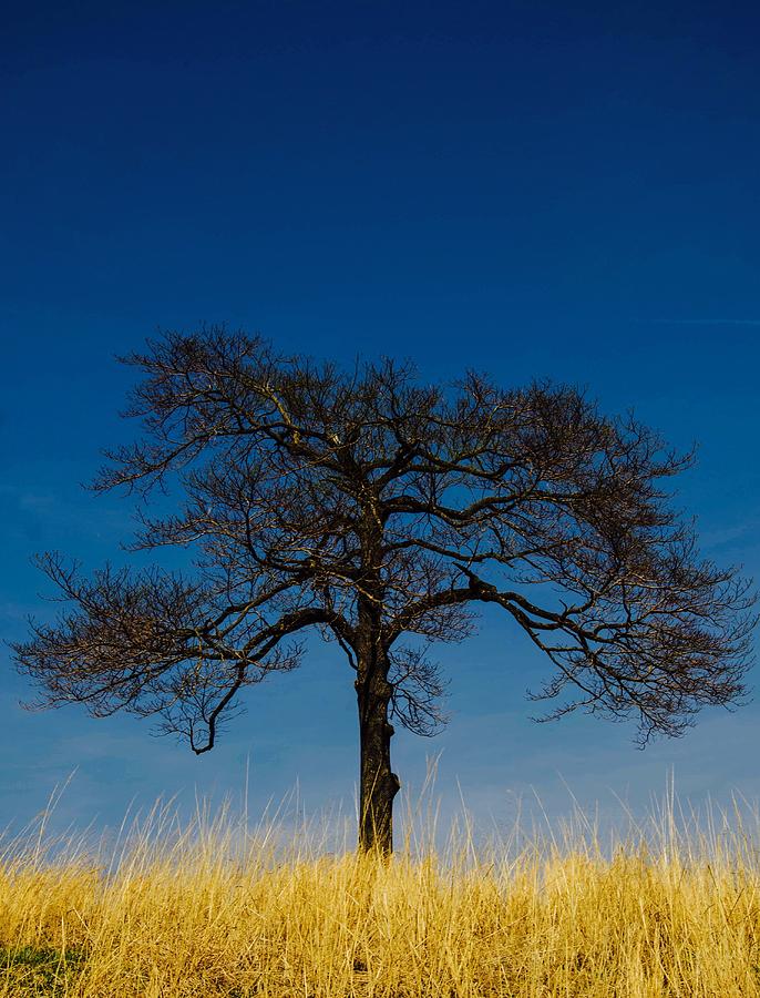 The Last Tree Photograph by Bruce Pritchett