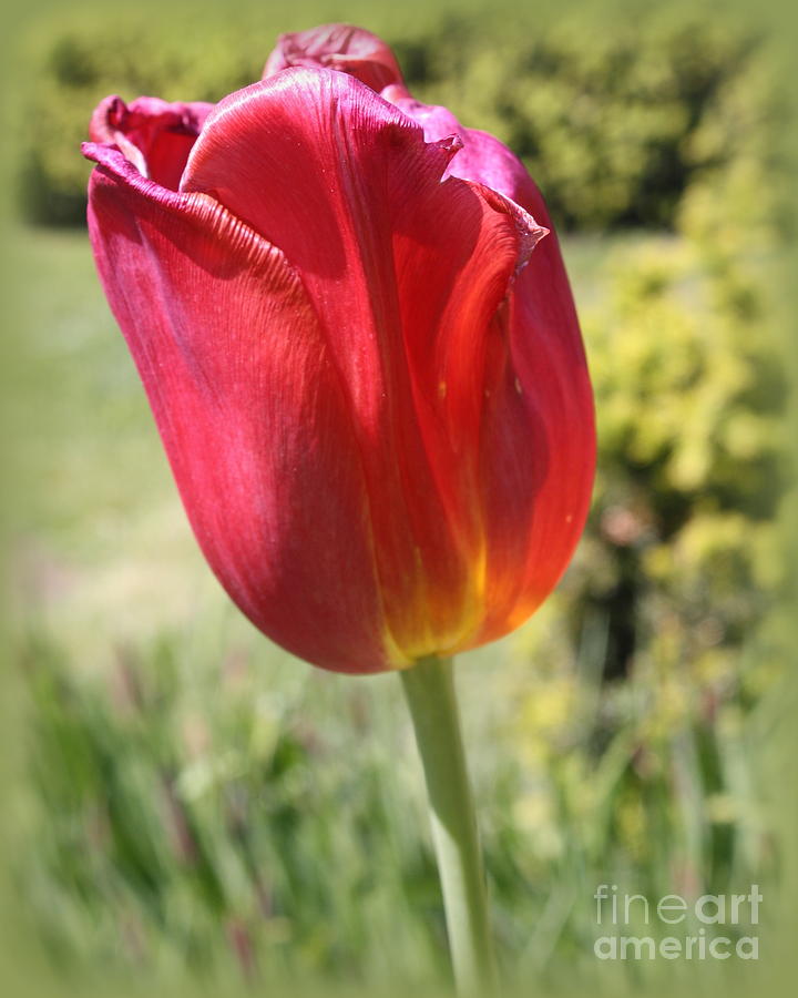 The Last Tulip of Spring Photograph by Dora Sofia Caputo