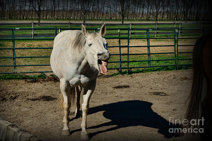 The Laughing Horse Photograph by Paul Ward