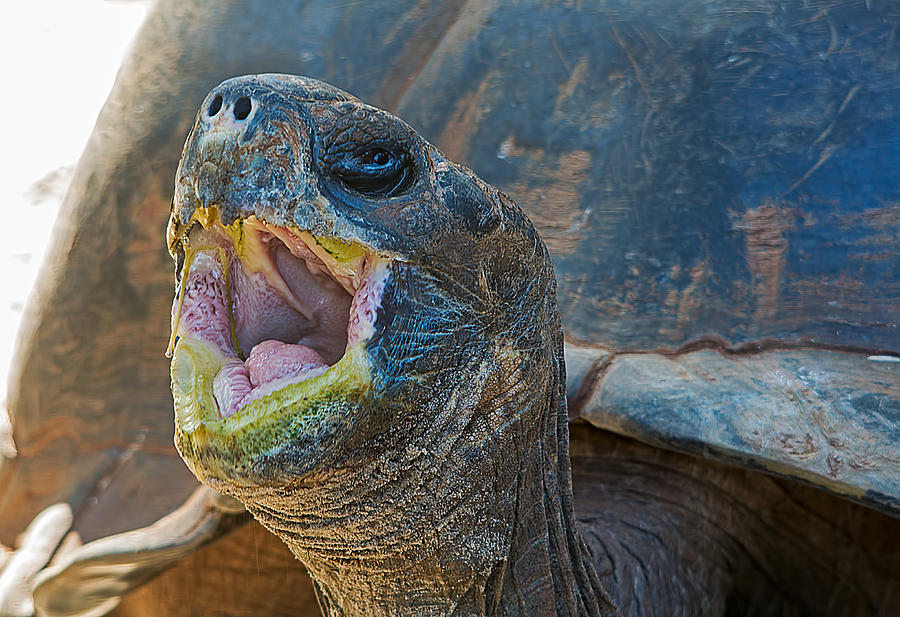 The Laughing Tortoise Photograph by Kenneth Albin