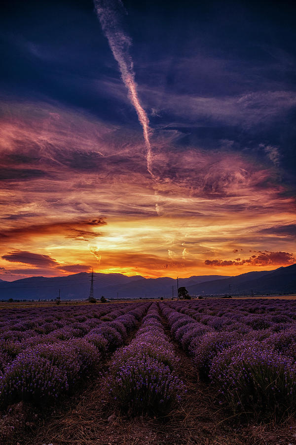 The lavender and the sunset 20.06.2018 Photograph by Plamen Petkov