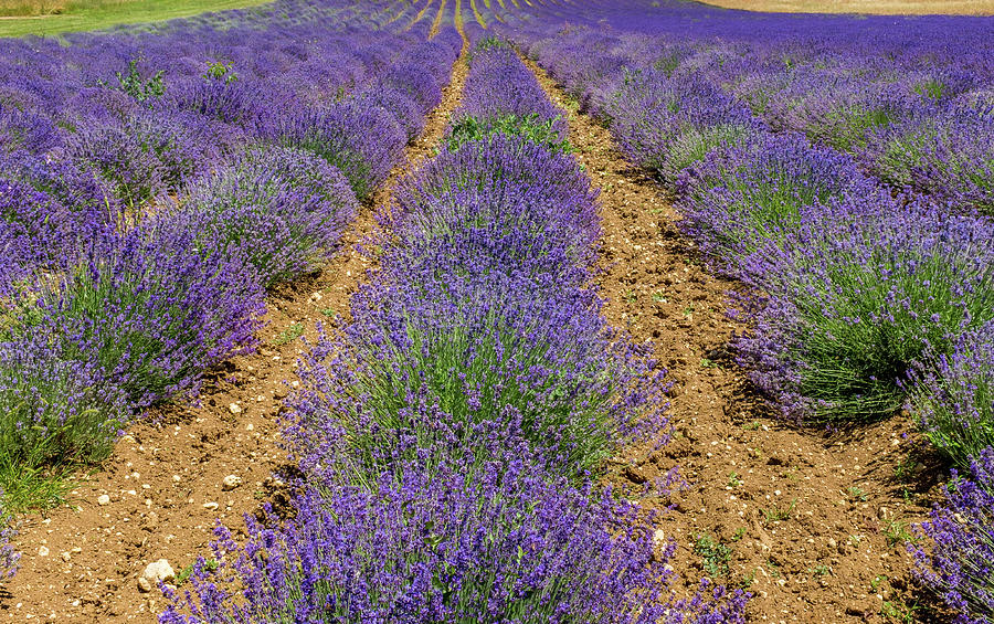 Flower Photograph - The Lavender Farm by Georgia Clare