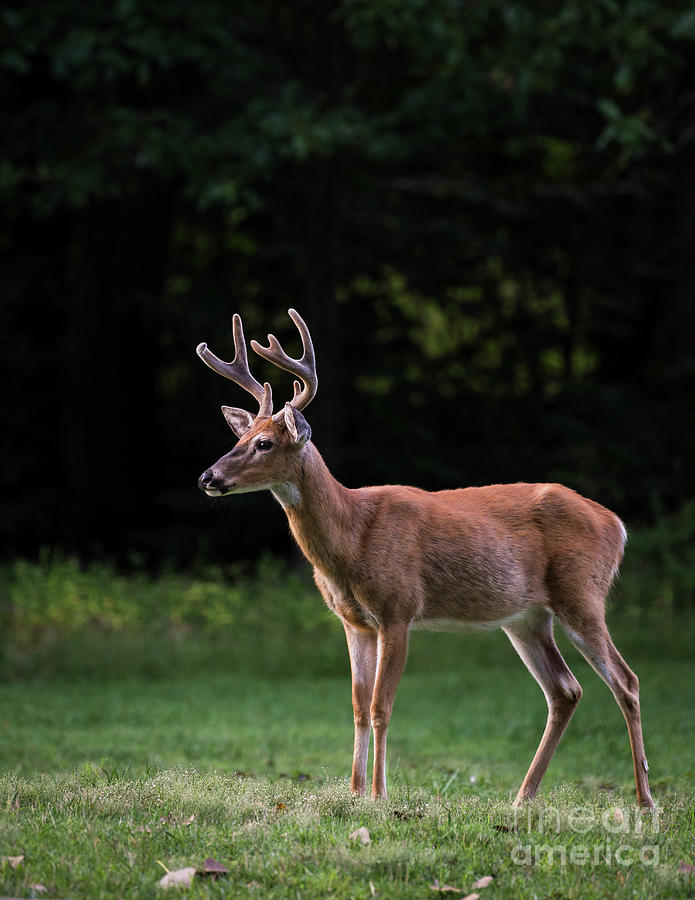 Deer Photograph - The Leader by Andrea Silies
