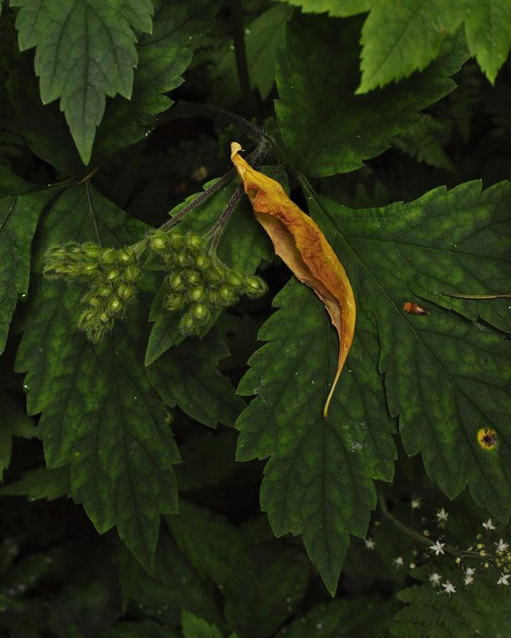 The Leaf and its Stars Photograph by Charles Lucas