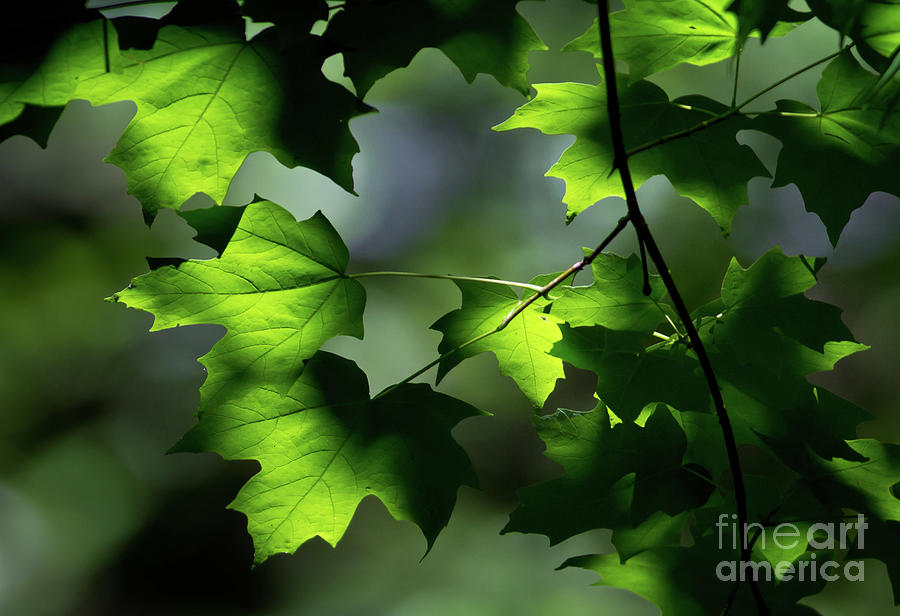 The Leaf Photograph by Douglas Stucky