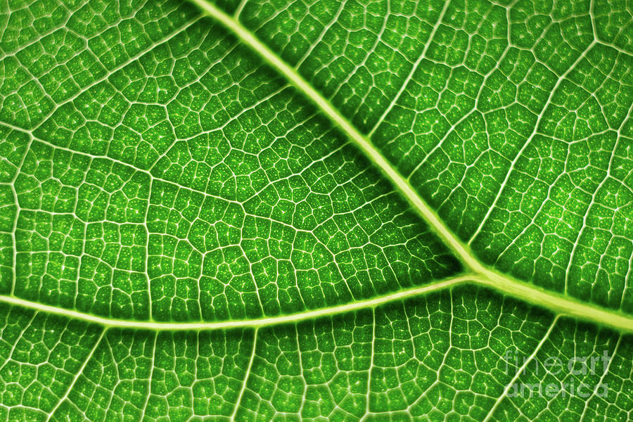 Leaf Photograph - The leaf by Paolo Sirtori Leaf Photograph - The leaf by Paolo Sirtori