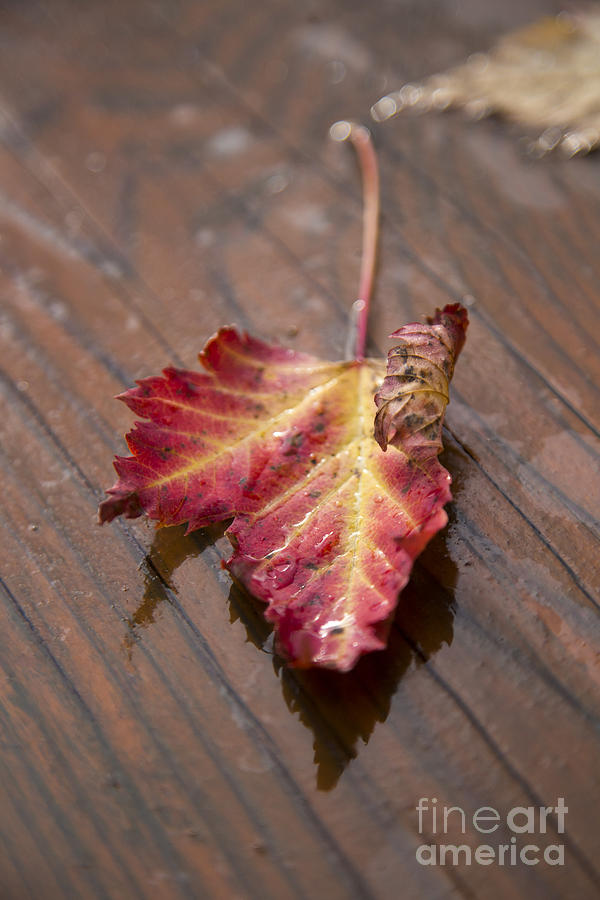 Fall Photograph - The Leaf Series by Alanna DPhoto