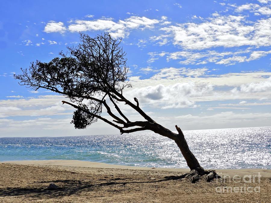 The Leaning Tree Photograph by Beth Myer Photography