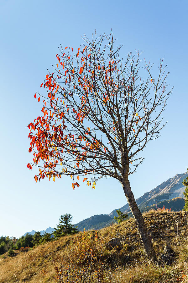 The leaning tree Photograph by Paul MAURICE