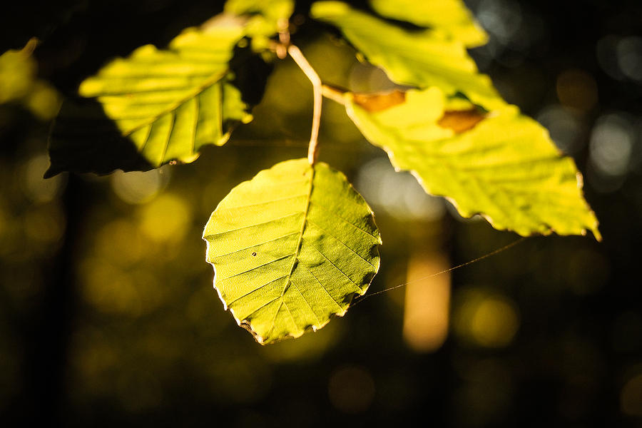 The Leaves Photograph by Marcus Karlsson Sall