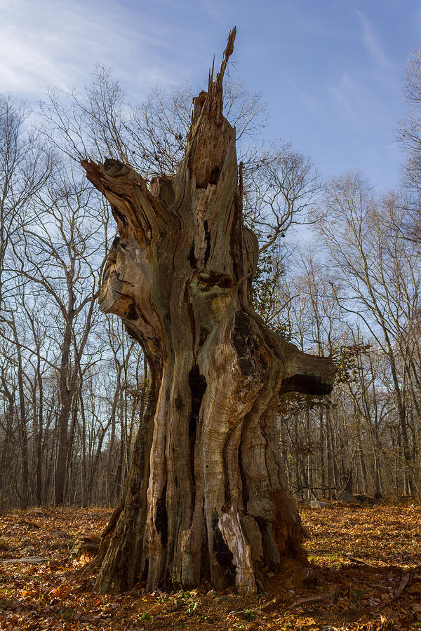 The Ledyard Oak Photograph