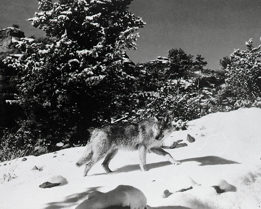 Sedona Photograph - The Legend Of Lobo by Bob Bradshaw Sedona Photograph - The Legend Of Lobo by Bob Bradshaw