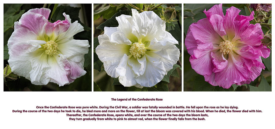The Legend of the Confederate Rose Photograph by Kathy Clark