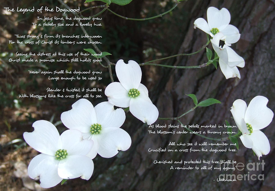 The legend of the Dogwood Photograph by Andrea Anderegg