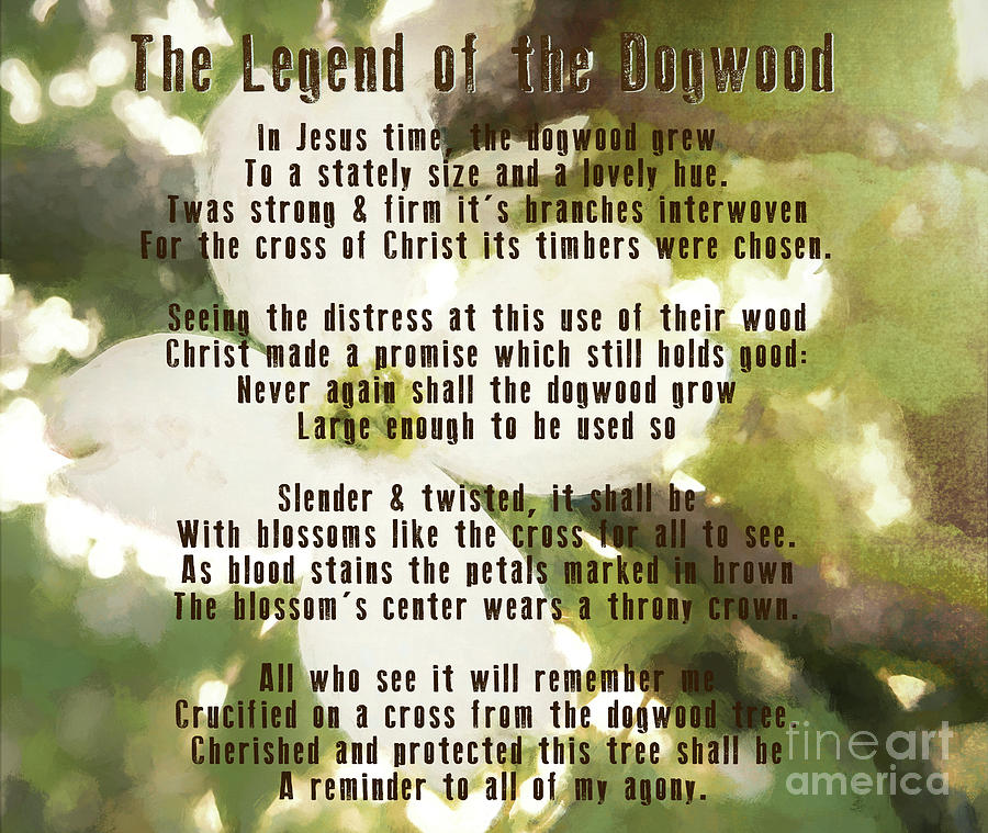 The Legend of the Dogwood Photograph by Andrea Anderegg