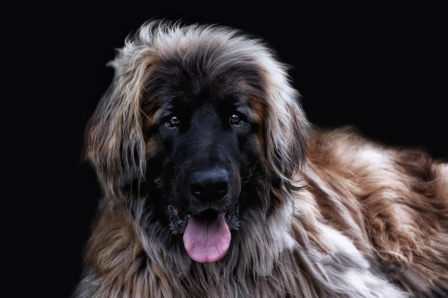 The Leonberger Photograph