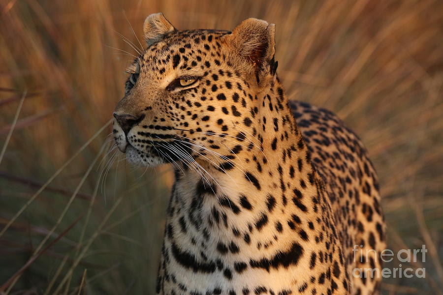 Leopard Photograph - The Leopard by Christina Gupfinger