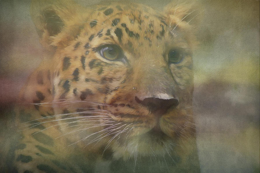 The Leopard Photograph by Roy Pedersen