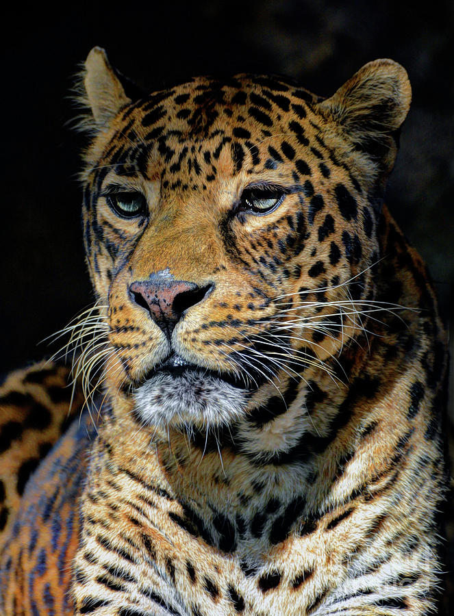 The Leopard Photograph by Savannah Gibbs