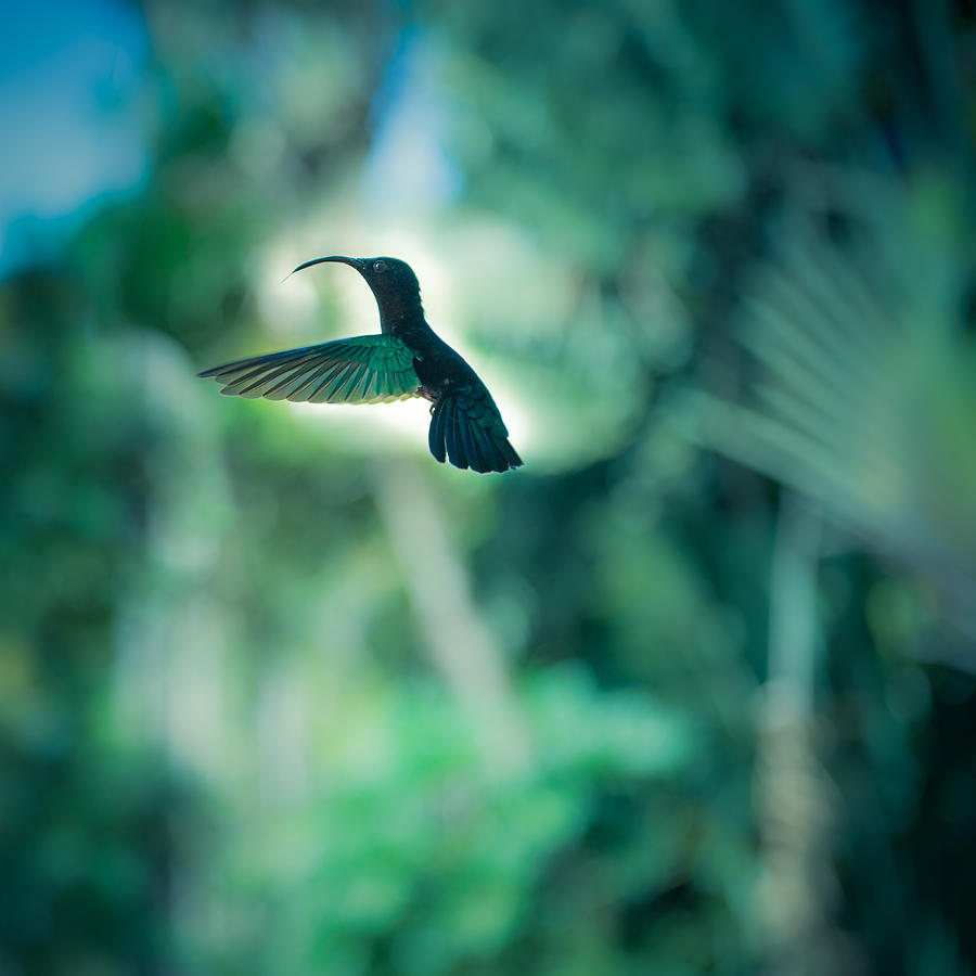 Animal Photograph - The Levitation by Radek Spanninger Animal Photograph - The Levitation by Radek Spanninger