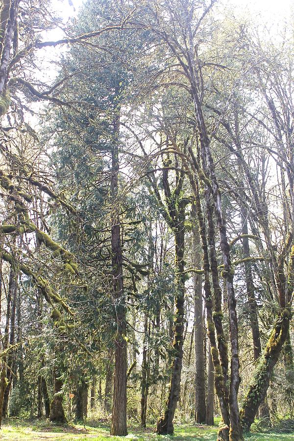 The Lichen Forest Photograph