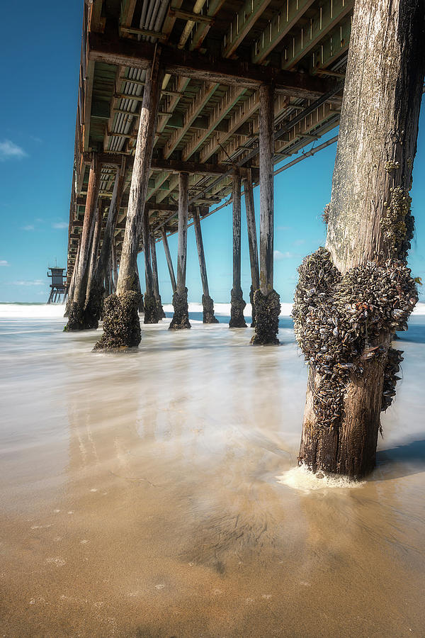 The Life of a Barnacle Photograph by Ryan Manuel