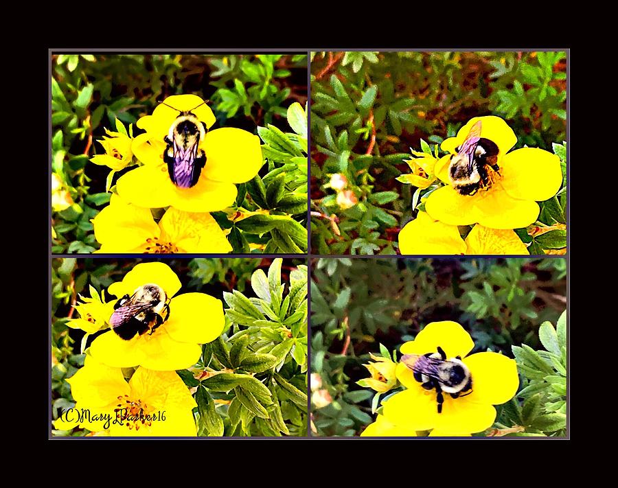 The Life Of  A  Bee Photograph by MaryLee Parker