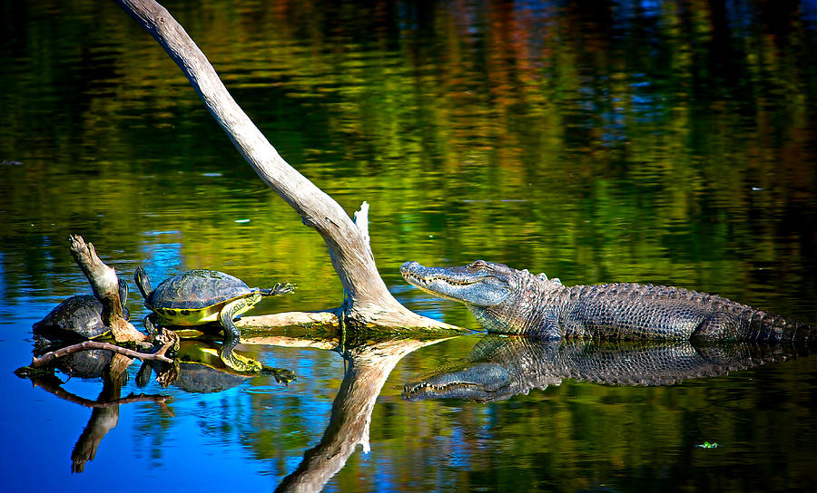 The Life of a Gator Photograph by Mark Andrew Thomas