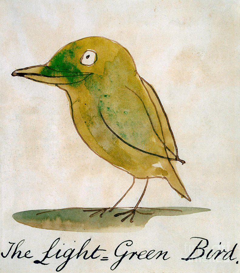 The Light Green Bird Drawing by Edward Lear