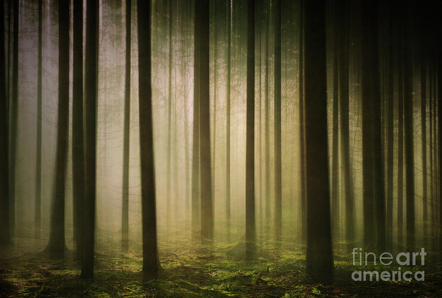 The Light in the Woods Photograph by David Lichtneker