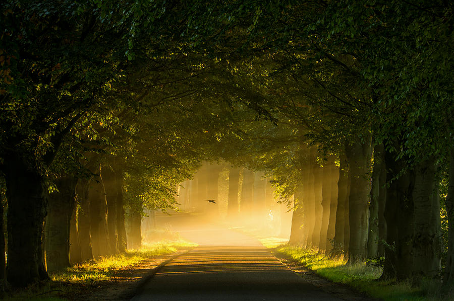 Nature Photograph - The Light by Martin Podt