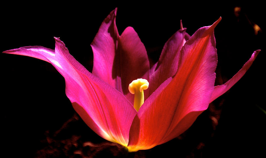 Tulip Photograph - The Light of Day by Rona Black