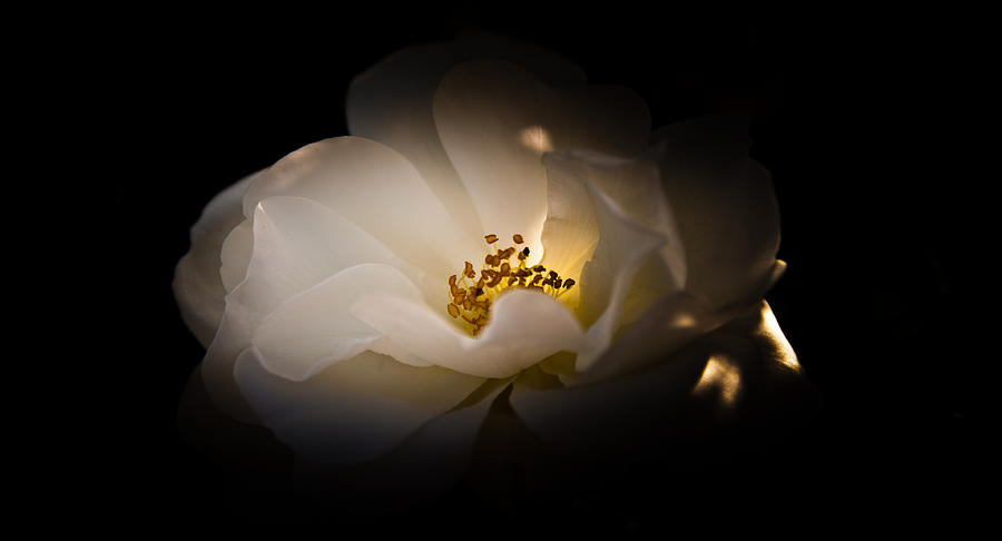 Flower Photograph - The Light of Life by Loriental Photography