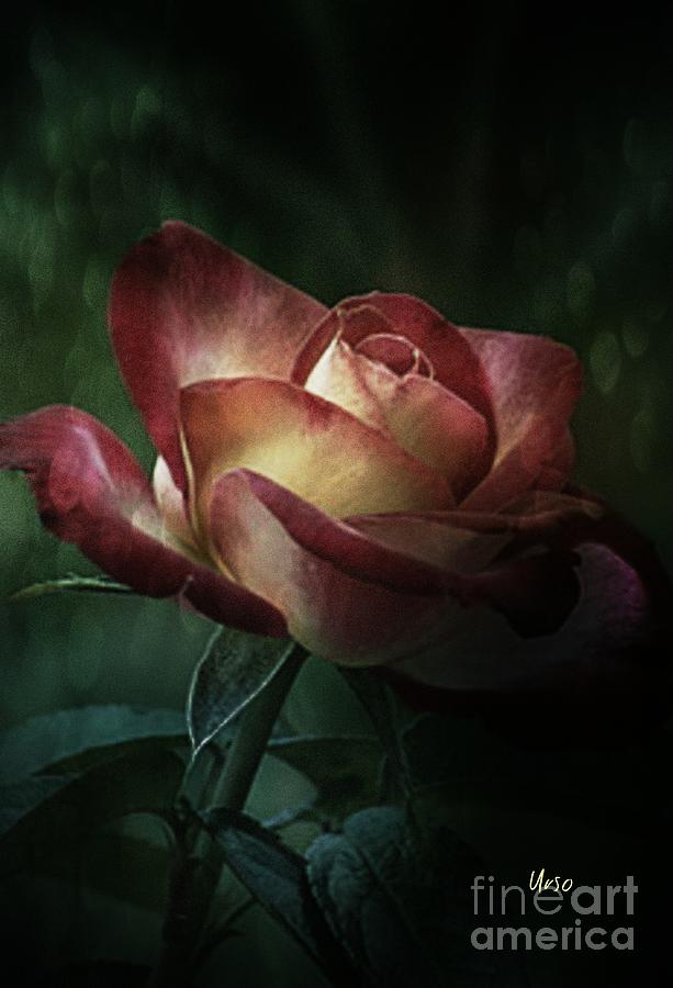 Rose Photograph - The Light of Love by Maria Urso