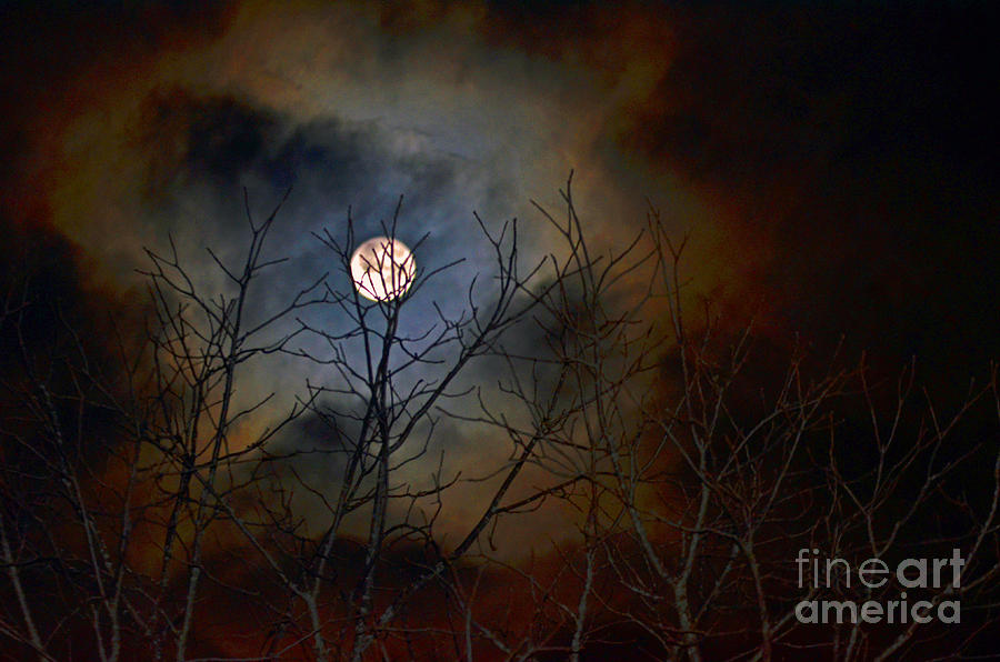 The Light of the Moon Photograph by Lila Fisher-Wenzel