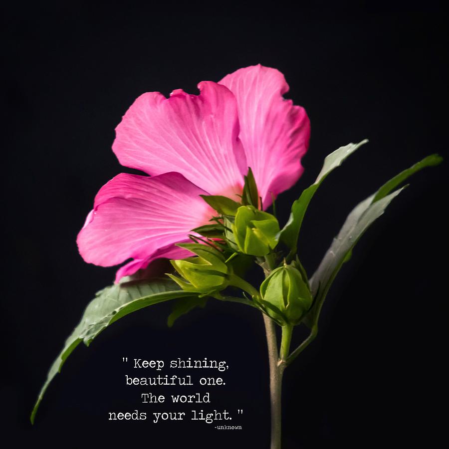 The Light Rose Of Sharon Quote 2017 Square Photograph by Terry DeLuco