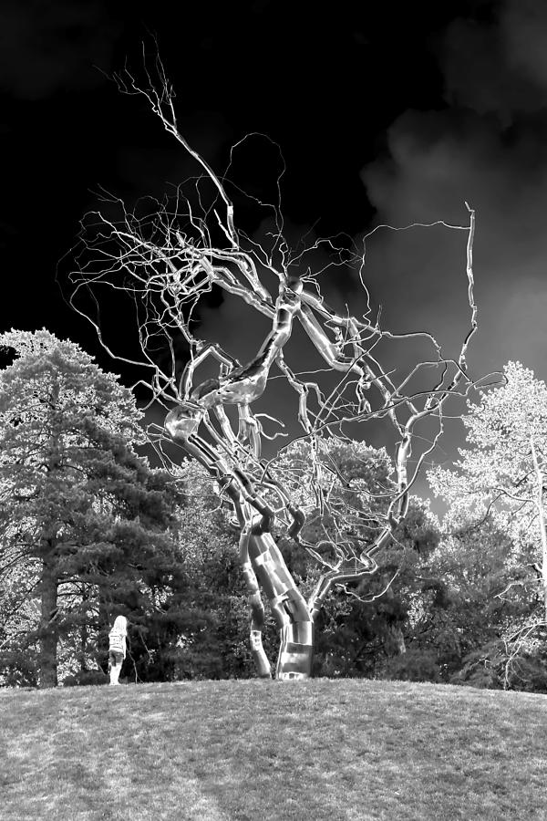 The Lightning Tree Photograph